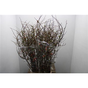 T Chaenomeles Superba