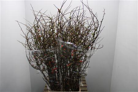 <h4>T Chaenomeles Superba</h4>