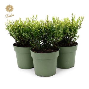 Ilex crenata 'Jenny'® P17