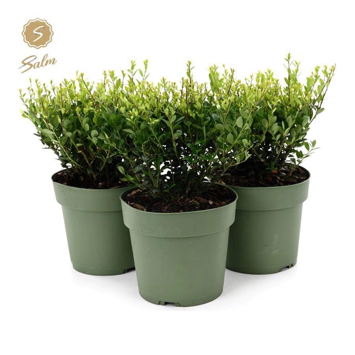<h4>Ilex crenata 'Jenny'® P17</h4>