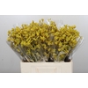 Anigozanthos Bush Down