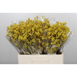 Anigozanthos Bush Down