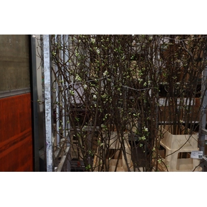 Chaenomeles Superba White 140 160cm