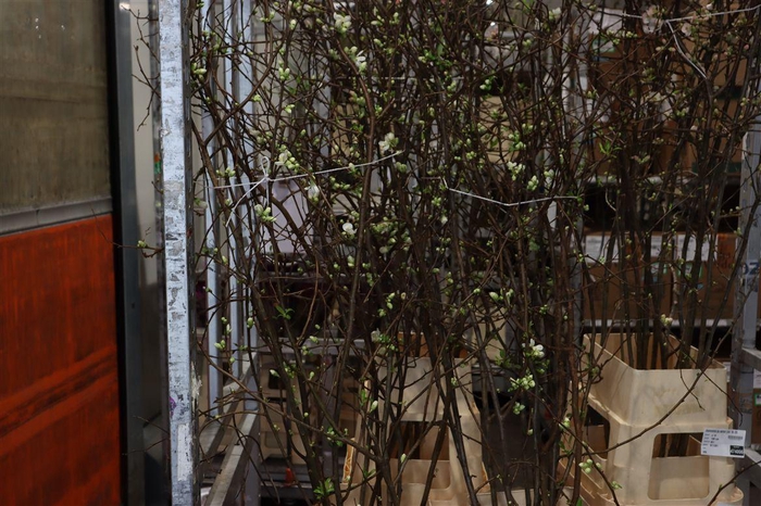 Chaenomeles Superba White 140 160cm