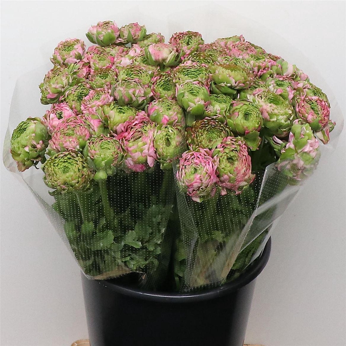 <h4>Ran Ponpon Hermione Pink Extra</h4>