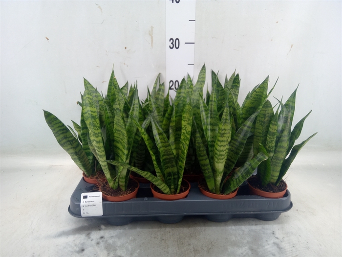 <h4>Sansevieria trifa. 'Black Coral'</h4>