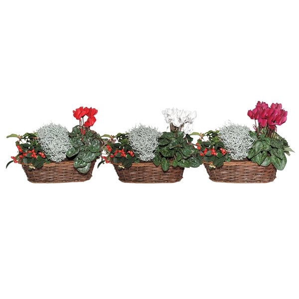 Collectie Hanoi Arrangement in Mand 30 cm