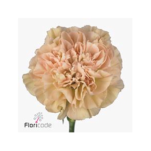 Dianthus st lege marrone