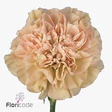 <h4>Dianthus st lege marrone</h4>