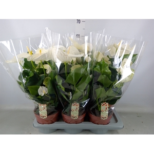 Anthurium andr. 'Alpine'