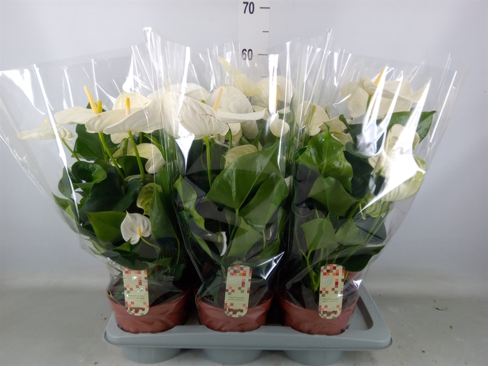 <h4>Anthurium andr. 'Alpine'</h4>