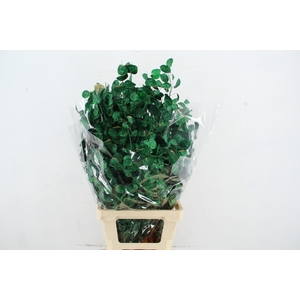DF Lunaria BS Green Pearl
