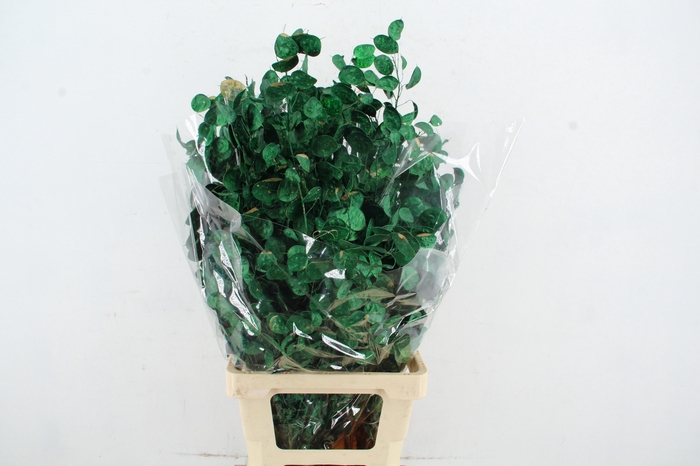<h4>DF Lunaria BS Green Pearl</h4>