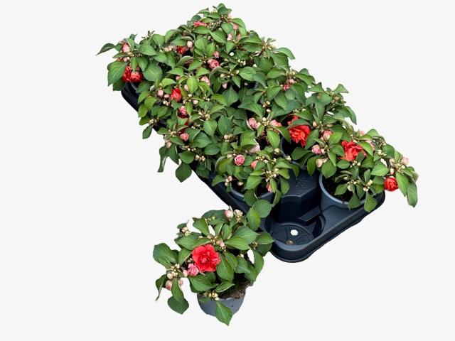 <h4>IMP DEZIRE CHERRY</h4>