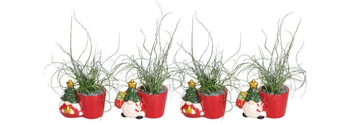 <h4>JUNCUS SPIRALLIS</h4>