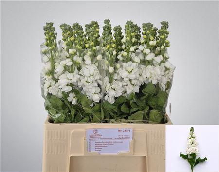 <h4>Matth Aida White</h4>