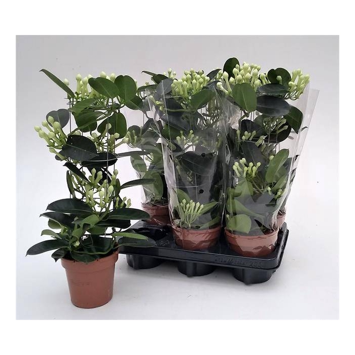<h4>Stephanotis floribunda 12Ø 45cm 80fl</h4>