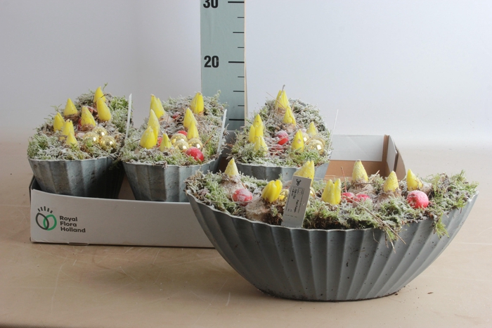 <h4>Arr Hyacinth</h4>