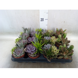 Succulents   ...