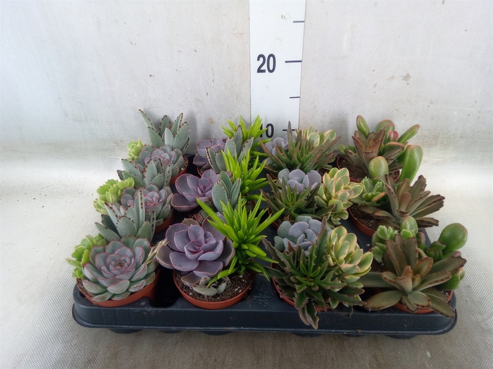 <h4>Succulents   ...</h4>