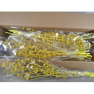 DF Lavatera Bs Yellow 120g