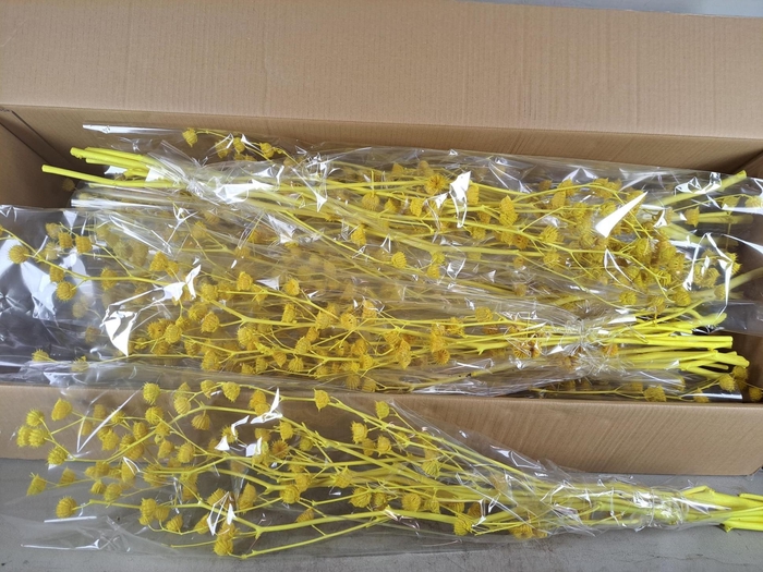 <h4>DF Lavatera Bs Yellow 120g</h4>