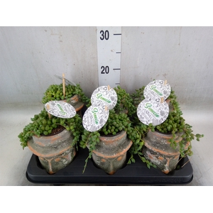 Senecio herreianus