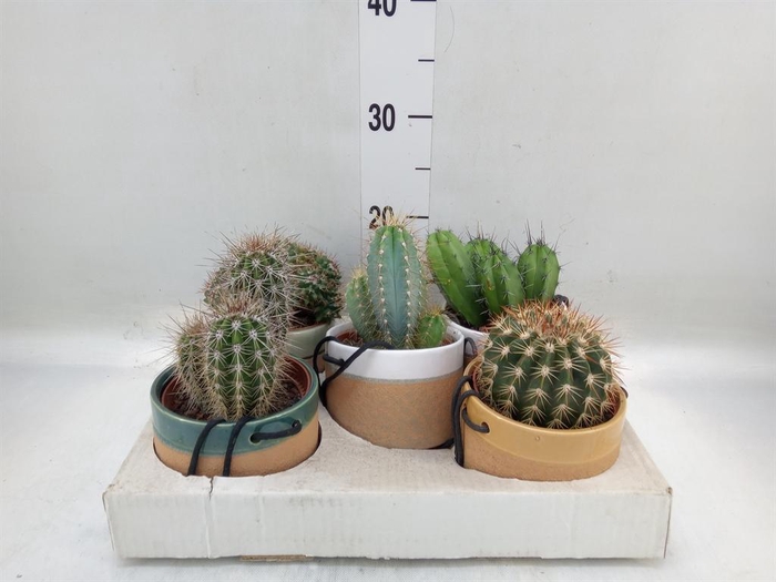 <h4>Cactus   ...</h4>