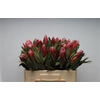 Protea Lieben Cherry No Leaves
