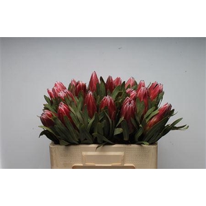 Protea Lieben Cherry