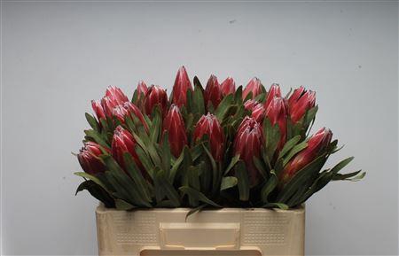 <h4>Protea Lieben Cherry</h4>