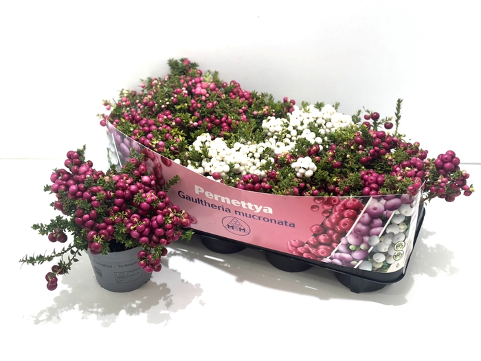 <h4>GAULTH MUCRONATA</h4>