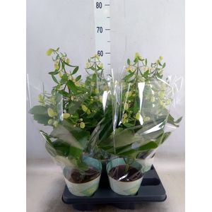 Kalanchoe  'Magic Bell'