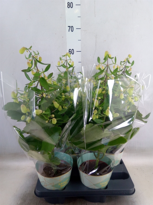 <h4>Kalanchoe  'Magic Bell'</h4>