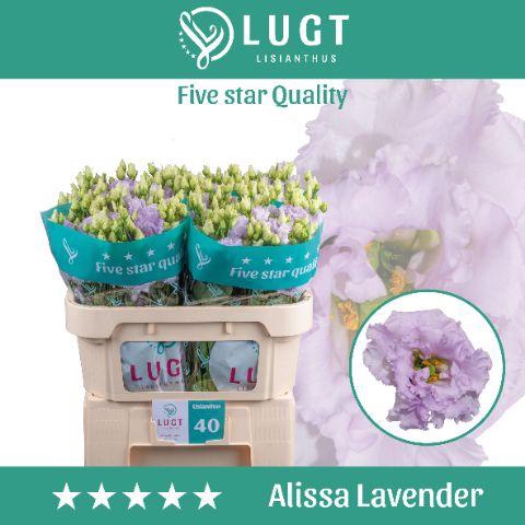 <h4>EUS G ALISSA LAVENDE</h4>