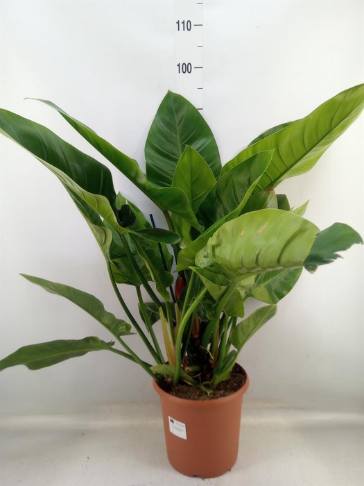 <h4>Philodendron  'Imperial Green'</h4>