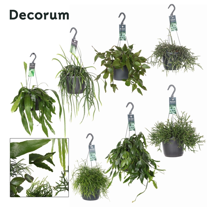 <h4>Rhipsalis Mix P17</h4>
