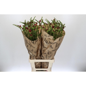 Freesia One Red XXL