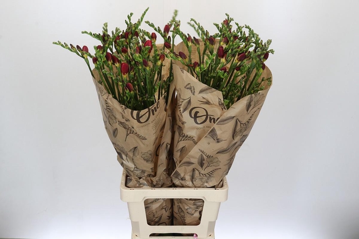 <h4>Freesia One Red XXL</h4>