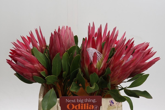 <h4>Protea Cynaroides Madiba</h4>