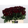 Dahlia Black Fox