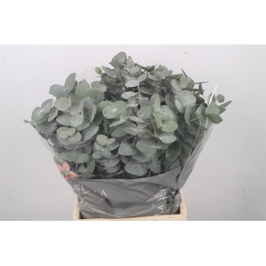Euc Cinerea Per Bunch 150 Gram Extra