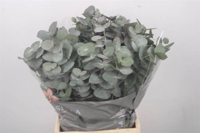 <h4>Euc Cinerea Per Bunch 150 Gram Extra</h4>