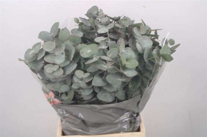 <h4>Euc Cinerea Per Bunch 150 Gram E X T R A</h4>