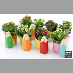 ARR KALANCHOE