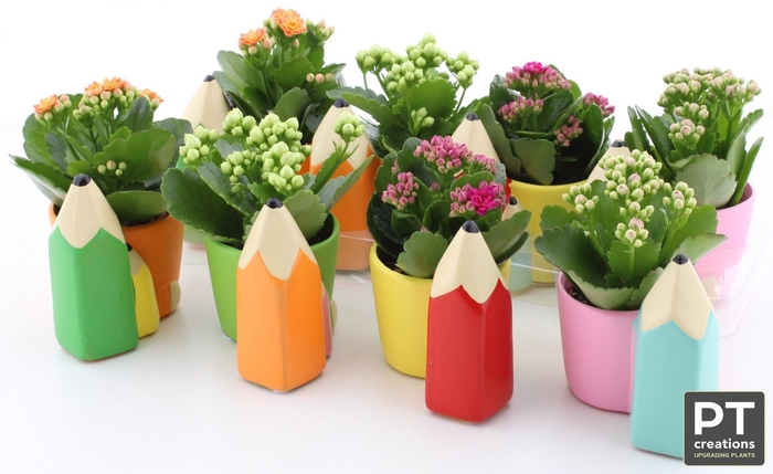 <h4>ARR KALANCHOE</h4>