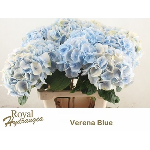 HYDR M CH VERENA BL