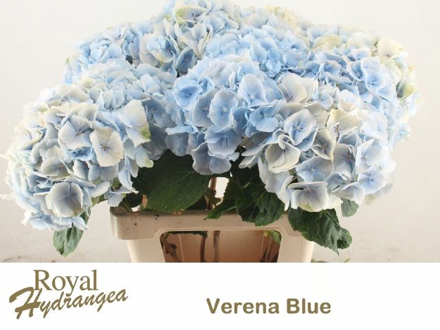 <h4>HYDR M CH VERENA BL</h4>