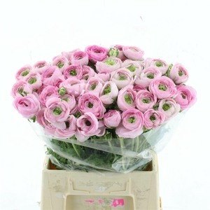 Ran Su Sr Confetto Extra