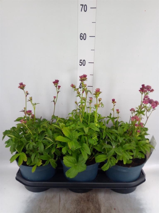 <h4>Astrantia major 'Star of Beauty'</h4>